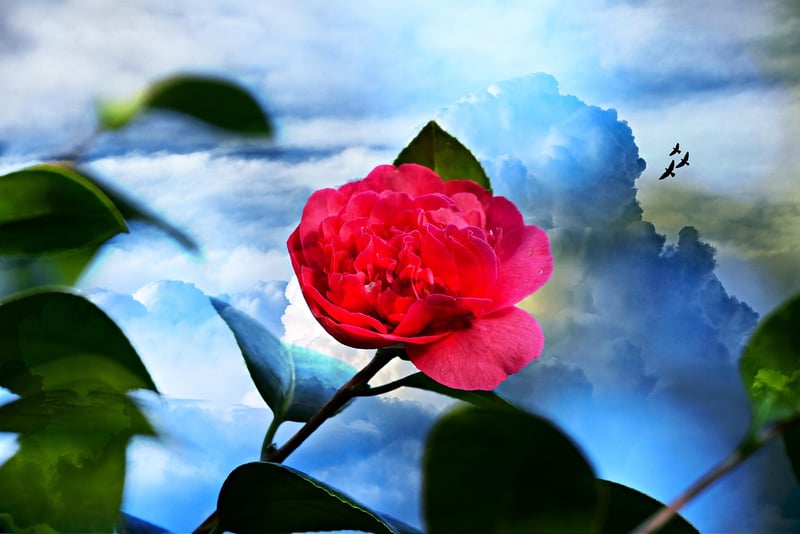 Fantasy shrubs