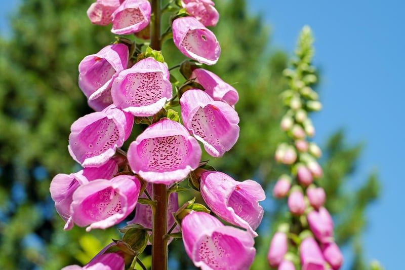 Enchanted Foxglove