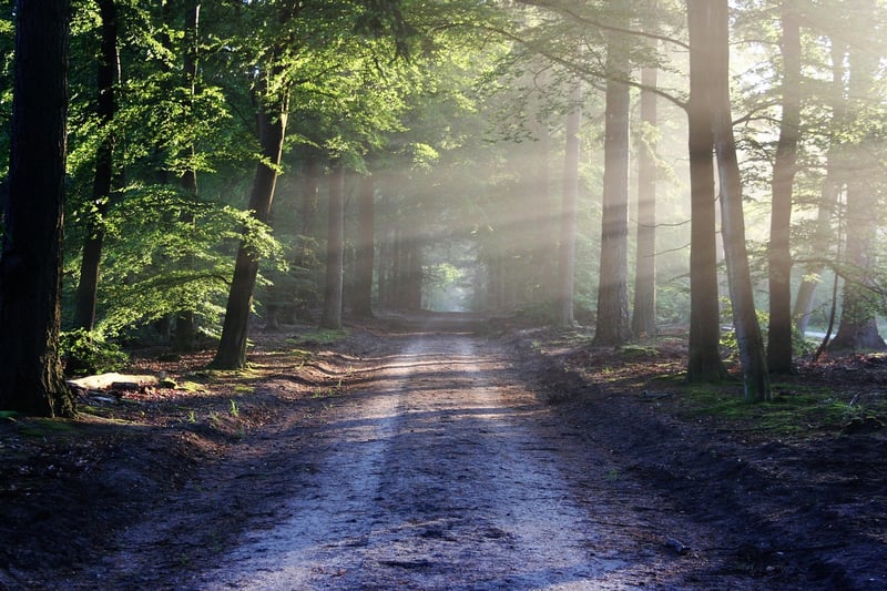 Enchanting Pathway