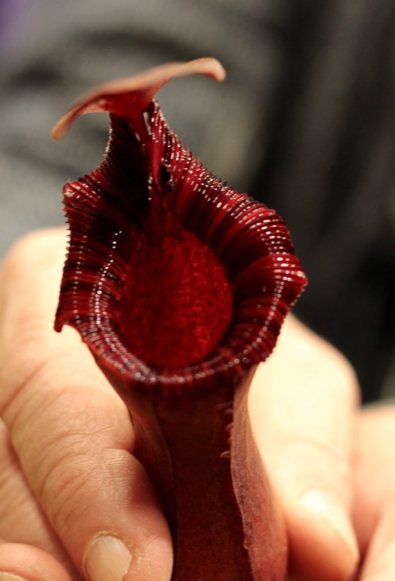 Nepenthes Pitcher Plant